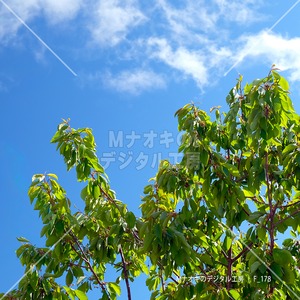 光射す春のリンゴの木と青空　Shining spring apple tree and blue sky