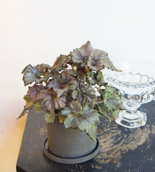 根茎ベゴニア ピンクスパイダー Neo Green