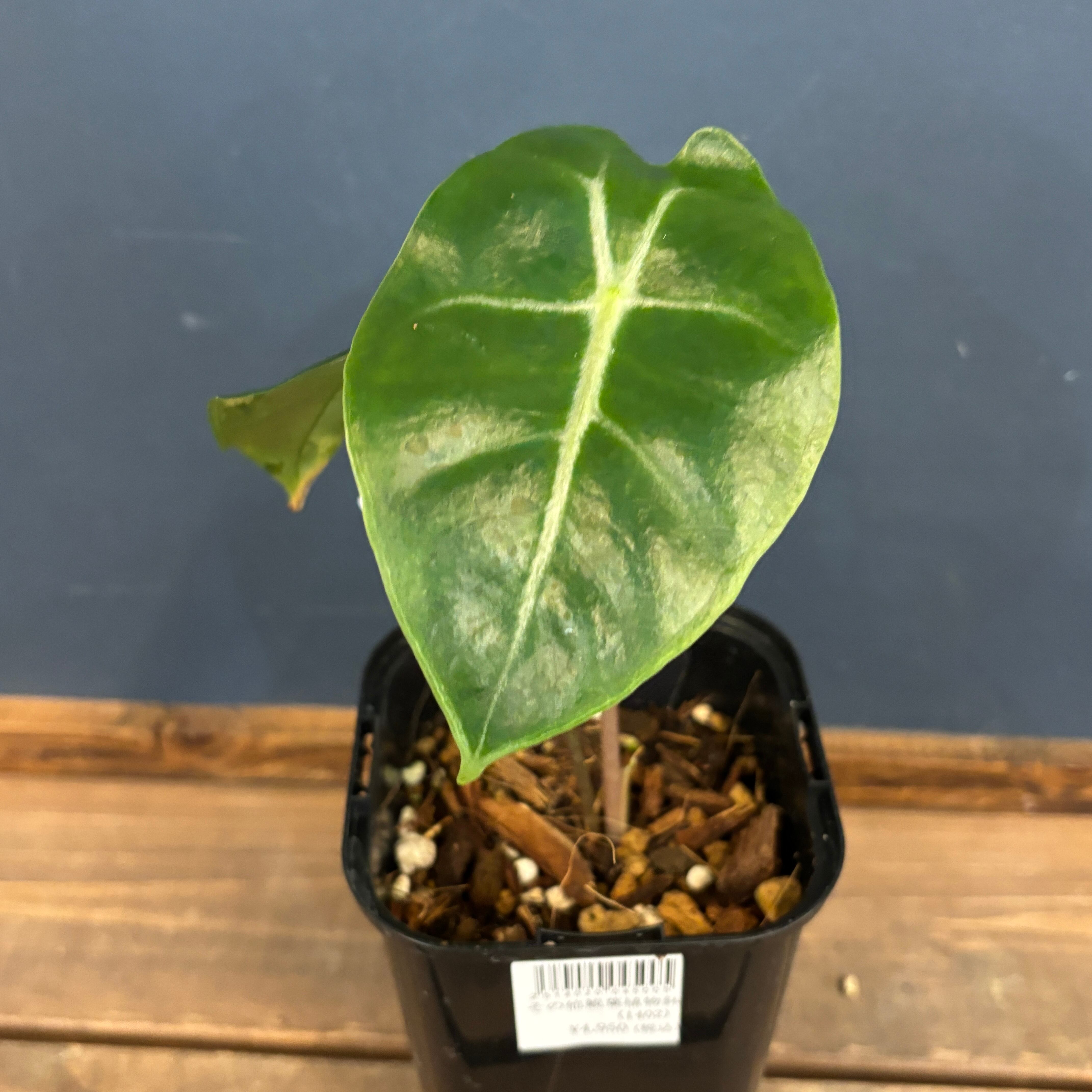 アロカシア スーヒルマニアナ purple vein【697】