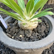 【現物発送】白花恵比寿笑い①
