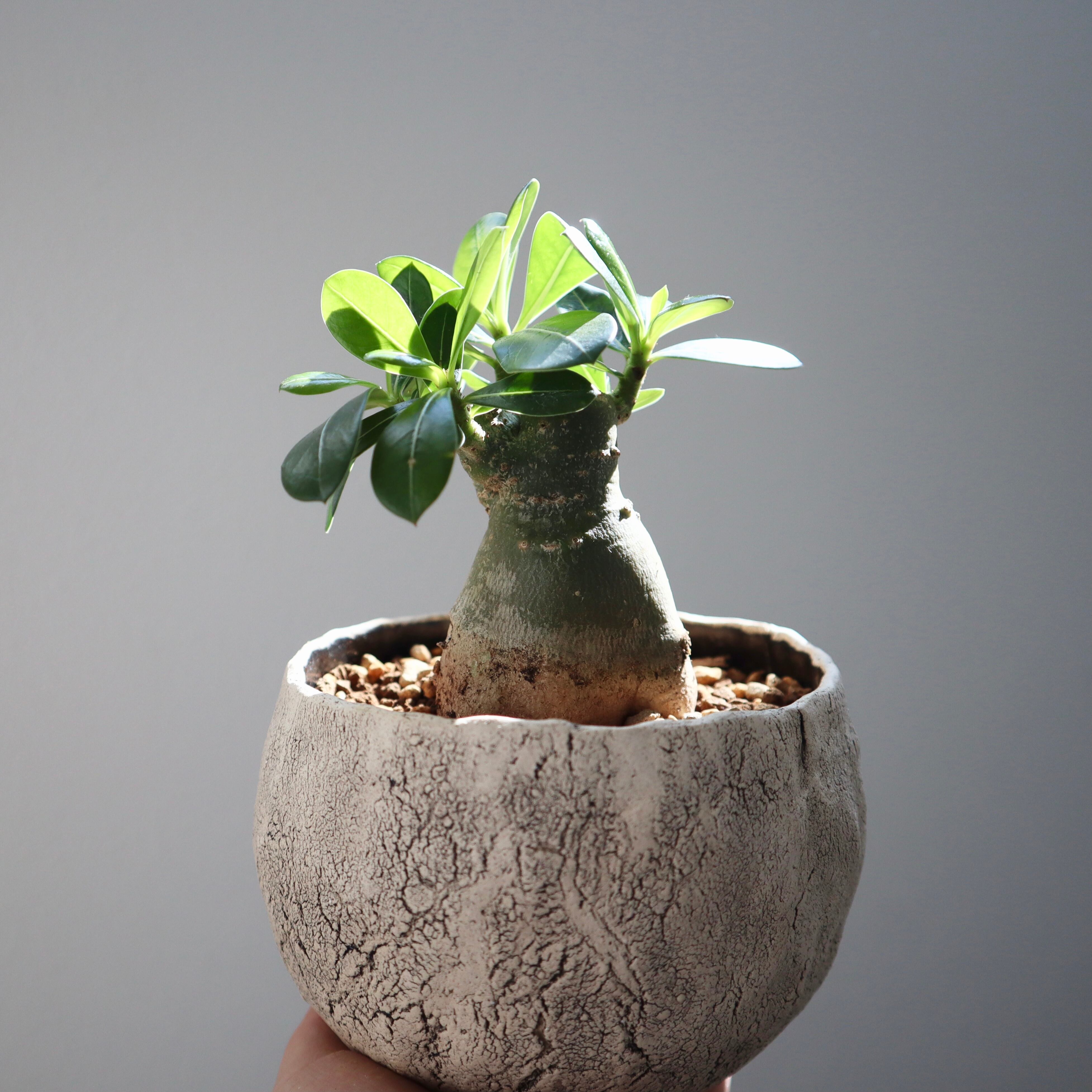 アデニウム オベスム Hana Seikatsu