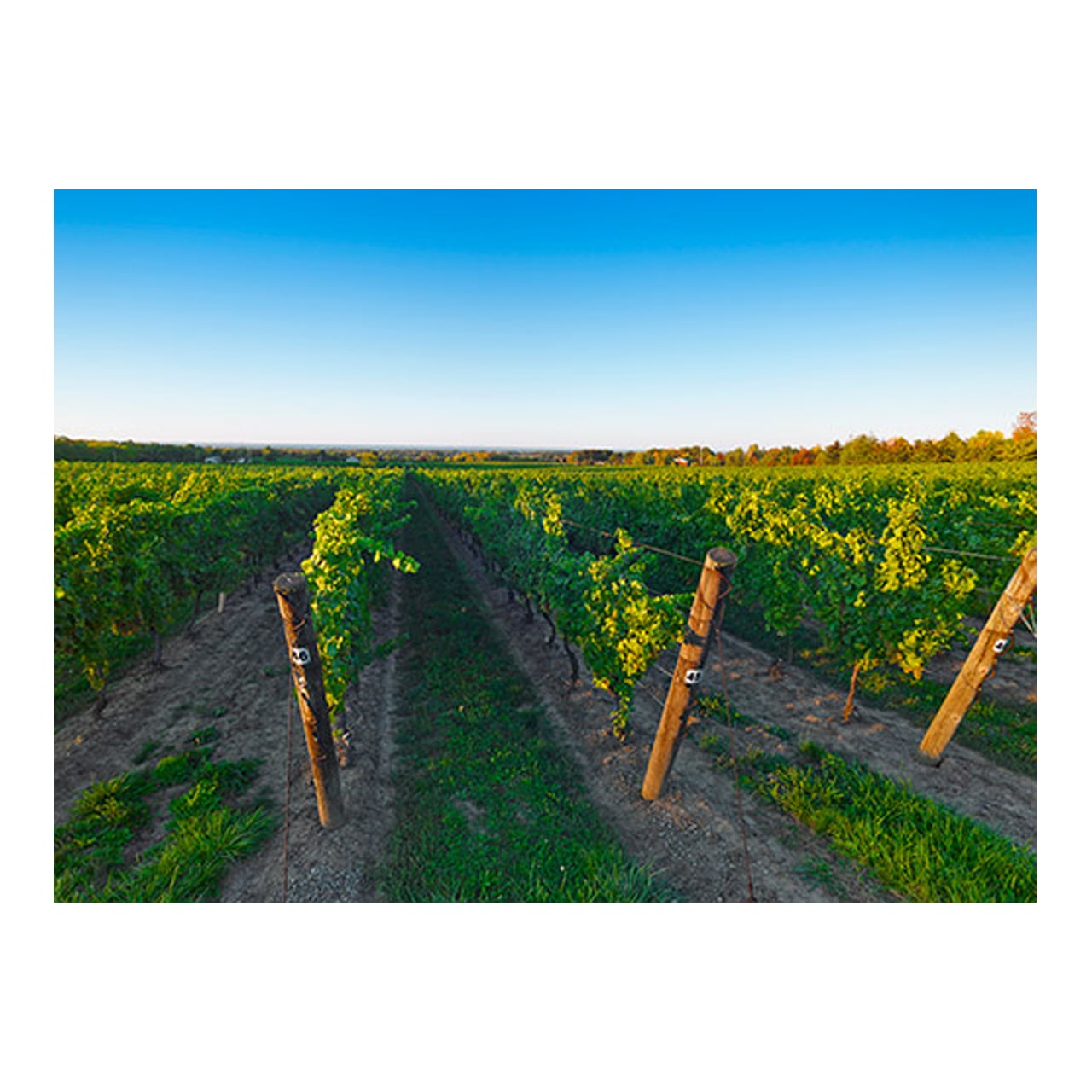 Cave Spring Riesling 2022 – VQA Niagara Peninsula（ケイヴ・スプリング リースリング 2022）