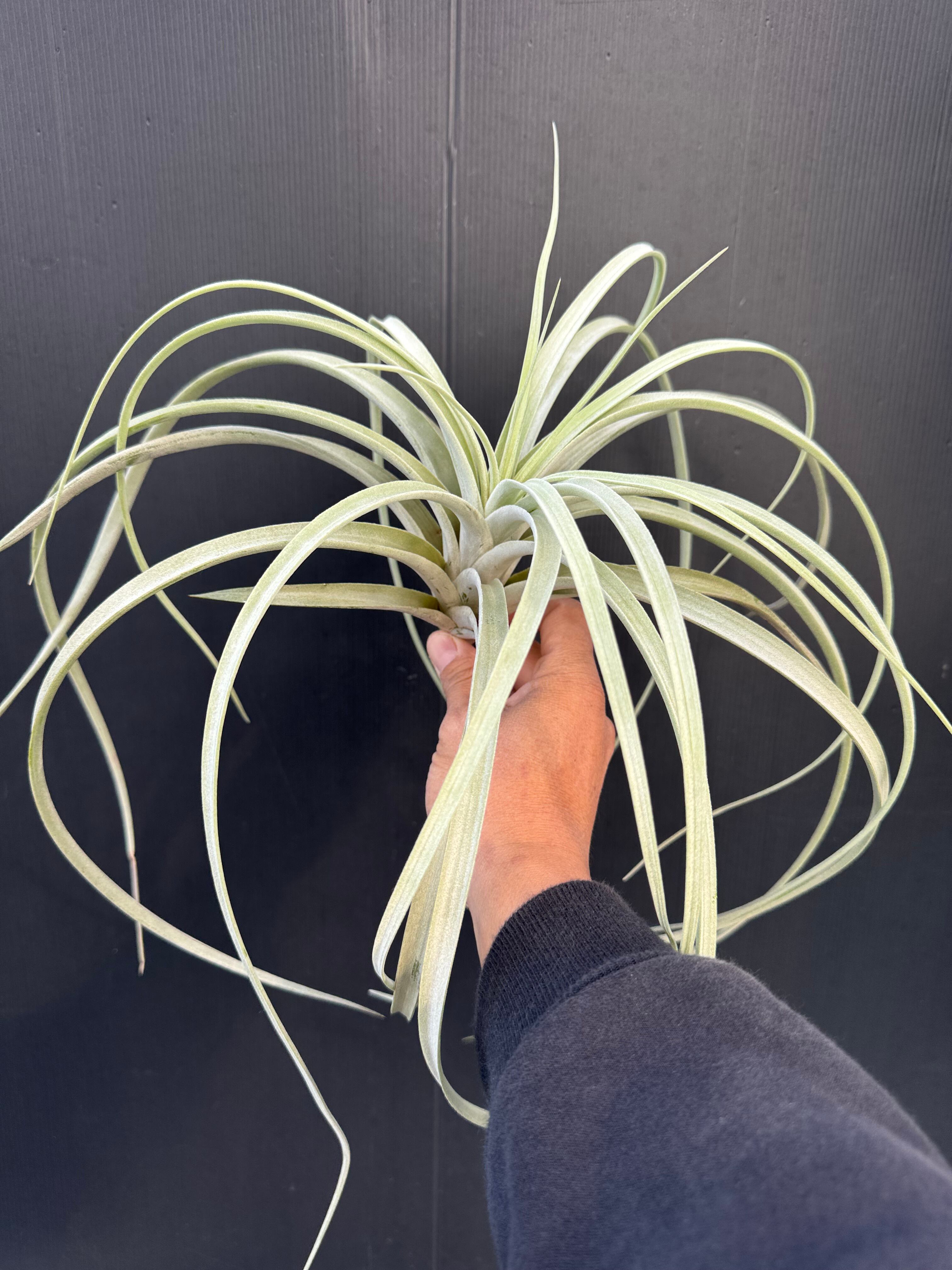 イオナンタ ヘッジホッグ ionantha Hedgehog cvc. | クルール プランツ