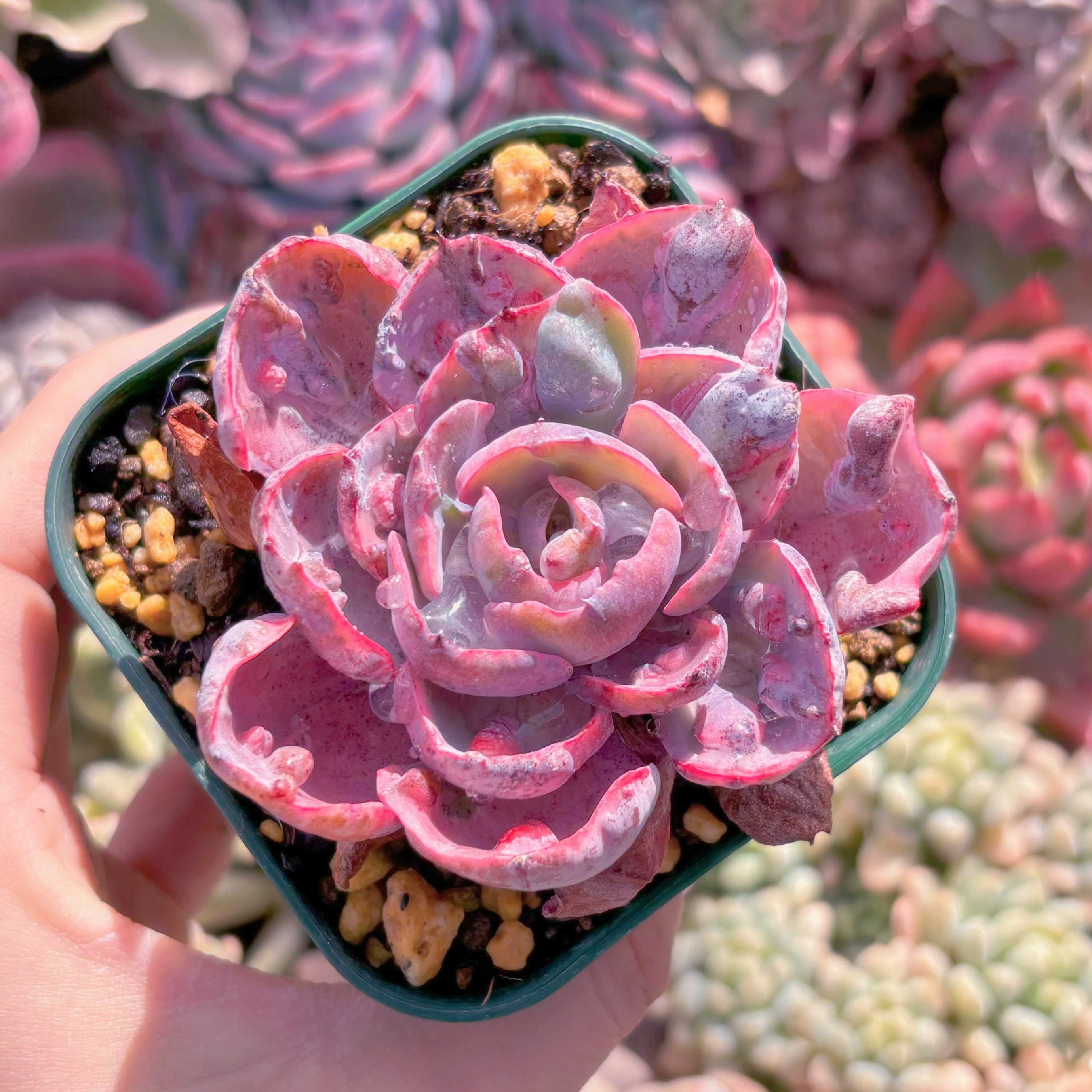 現品　ビヨンセ錦#306　るる農園