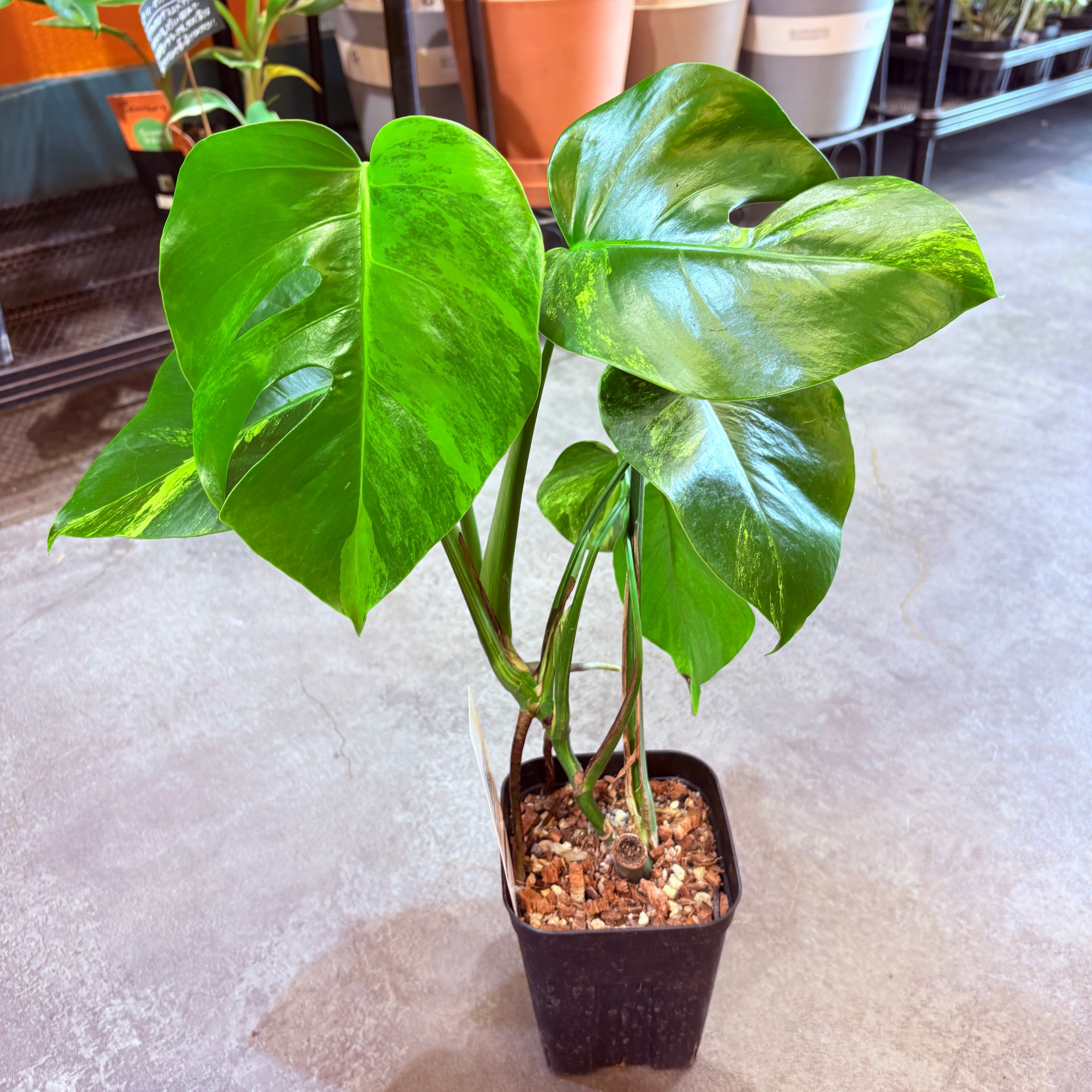 現品］【希少】4番 モンステラ ボルシギアナ オーレア 4号 観葉植物
