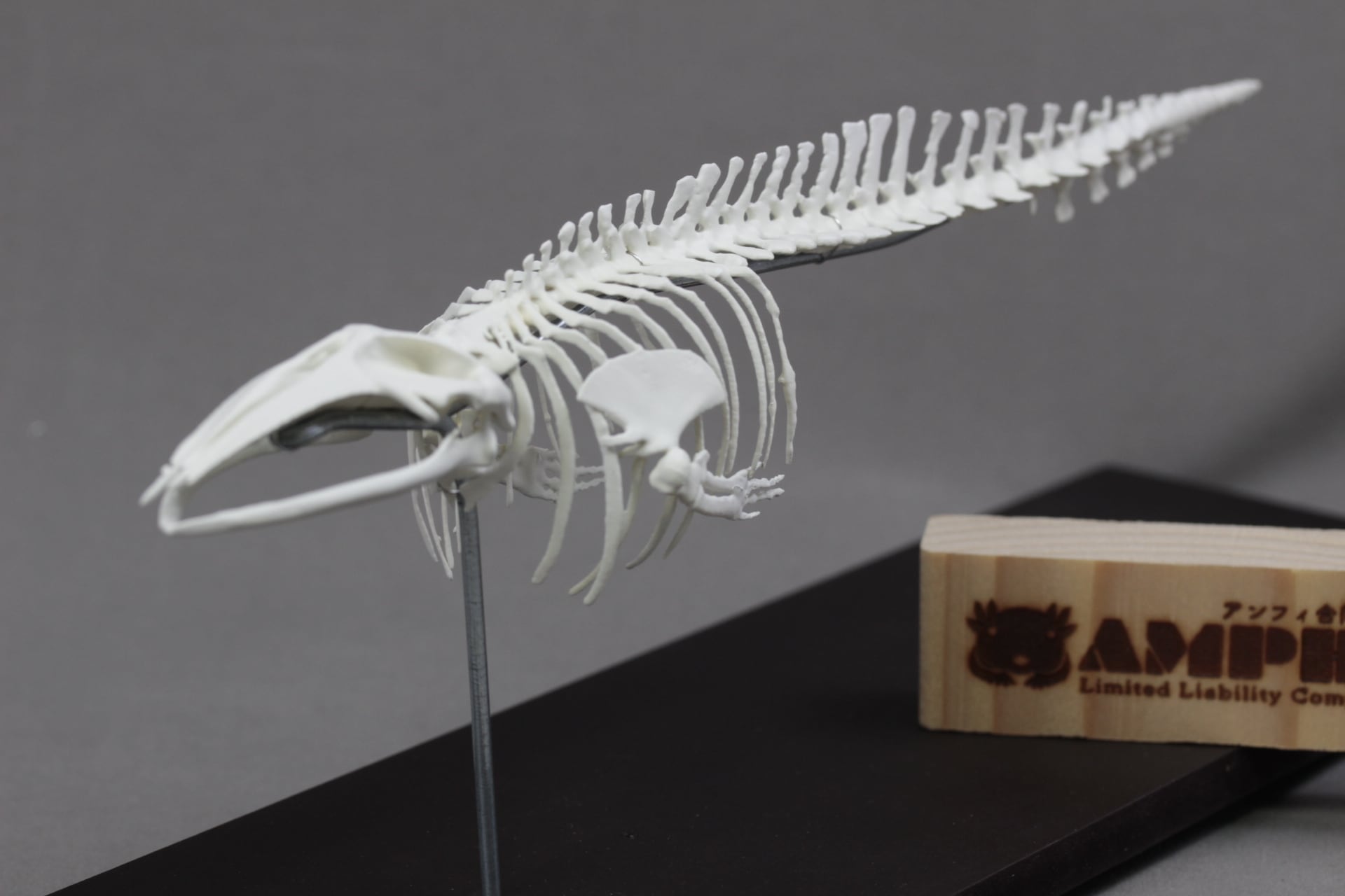 ミンククジラ 縮小全身骨格レプリカ 25cm | アンフィ合同会社