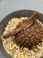 ステファニア スベローサ Stephania suberosaステファニア塊根多肉植物 亀甲竜 植木鉢