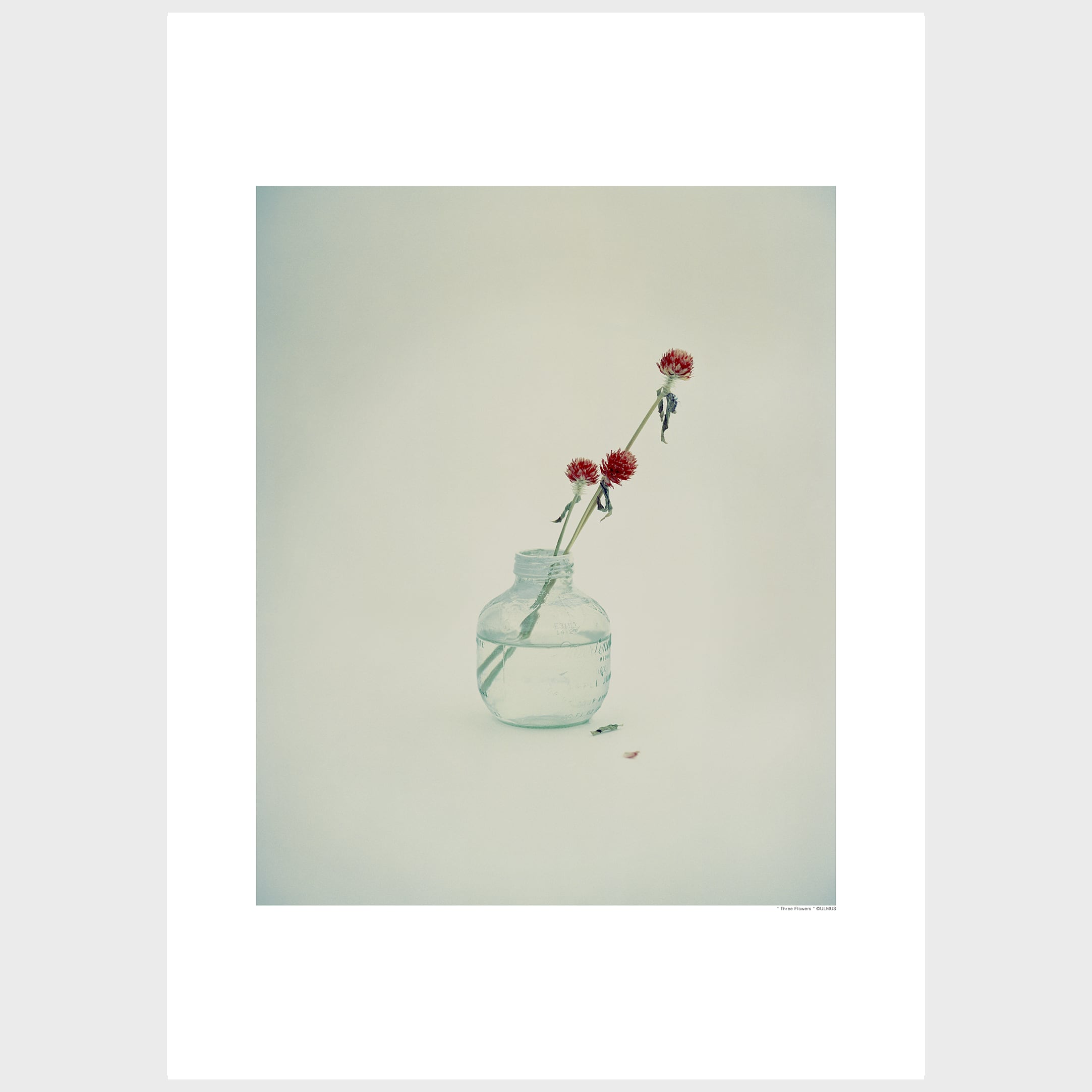 "Three Flowers"