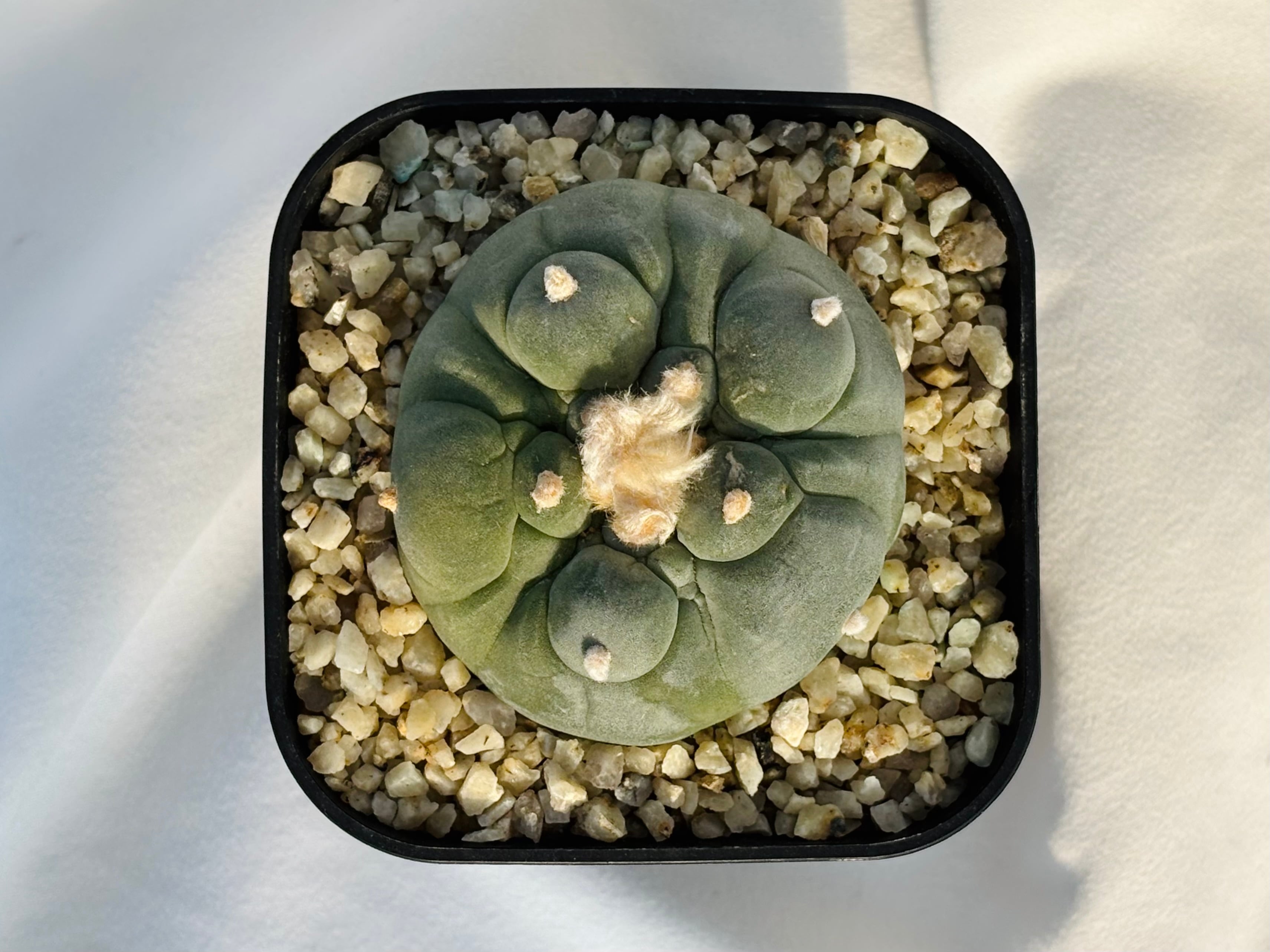 Lophophora williamsii var. decipiens ロフォフォラ 大疣銀冠玉