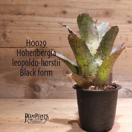 【送料無料】 Hohenbergia leopoldo-horstii Black form〔ホヘンベルギア〕現品発送H0029