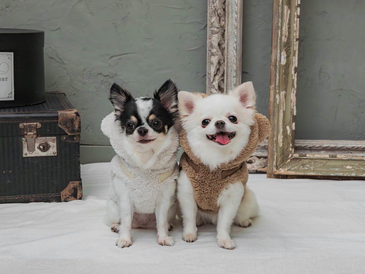 もこもこくまさんハーネス