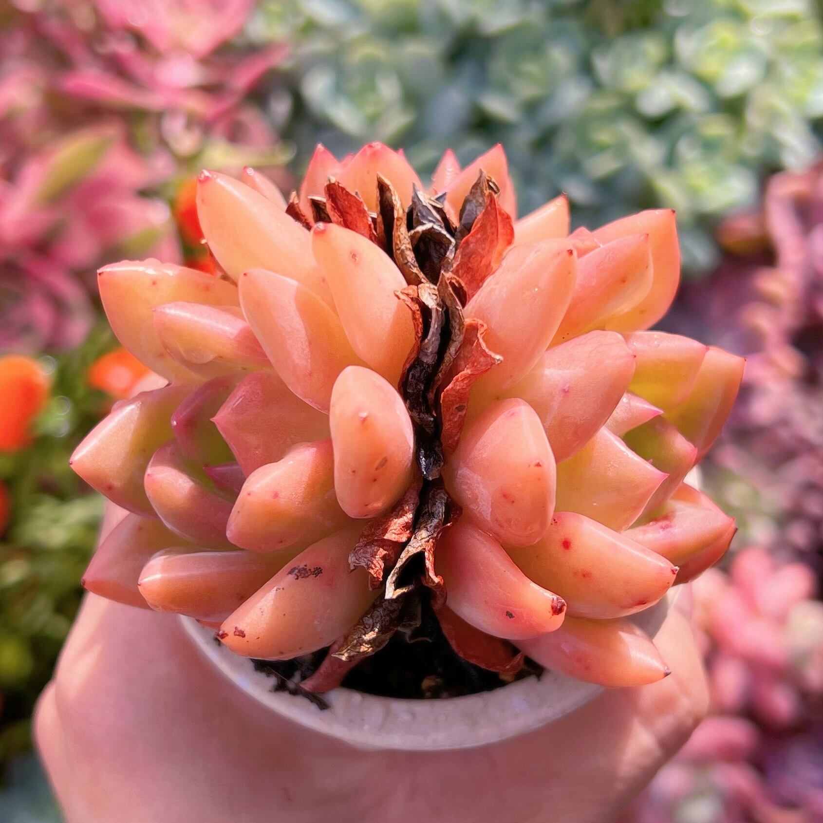 多肉植物　ゴールドシャンパン　新入荷　るる農園