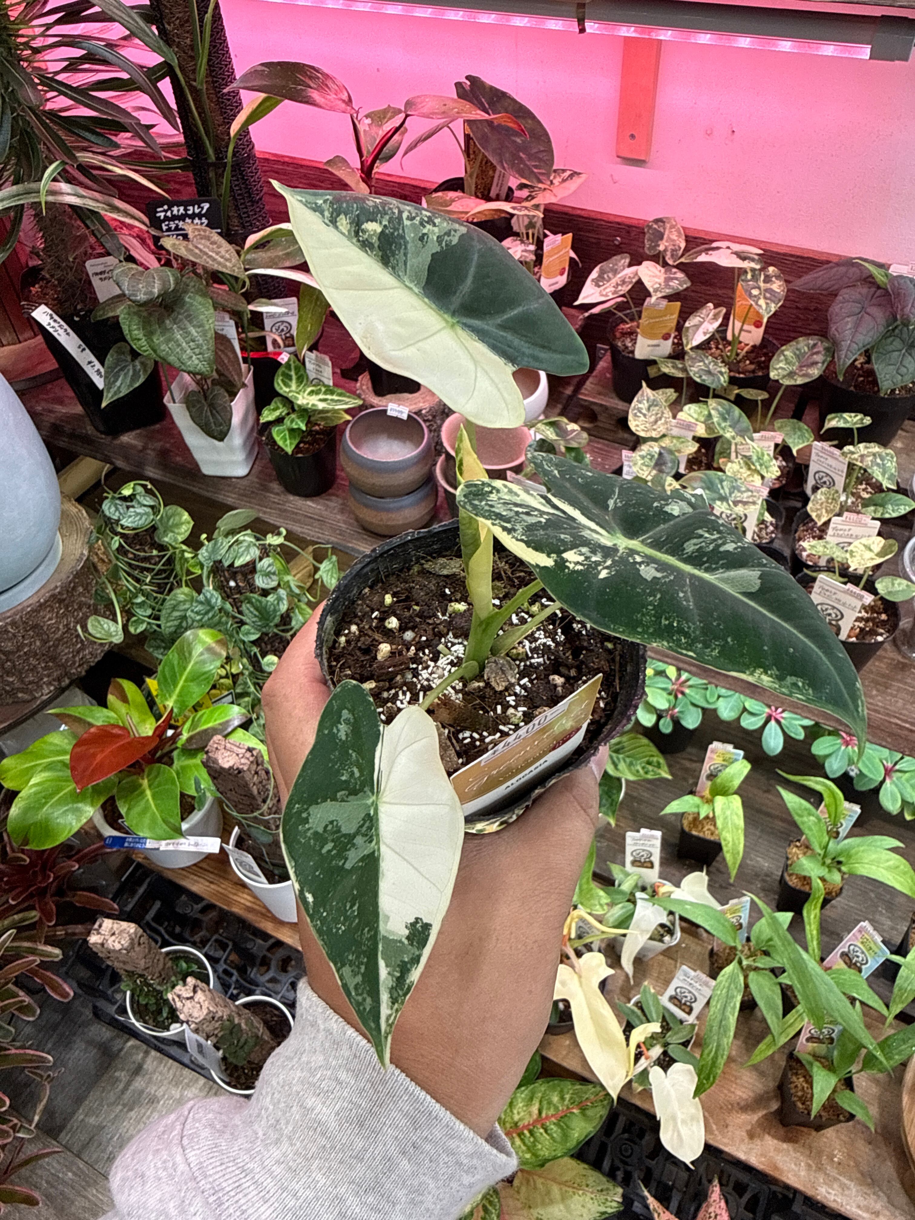 ②アロカシア GV斑入り 