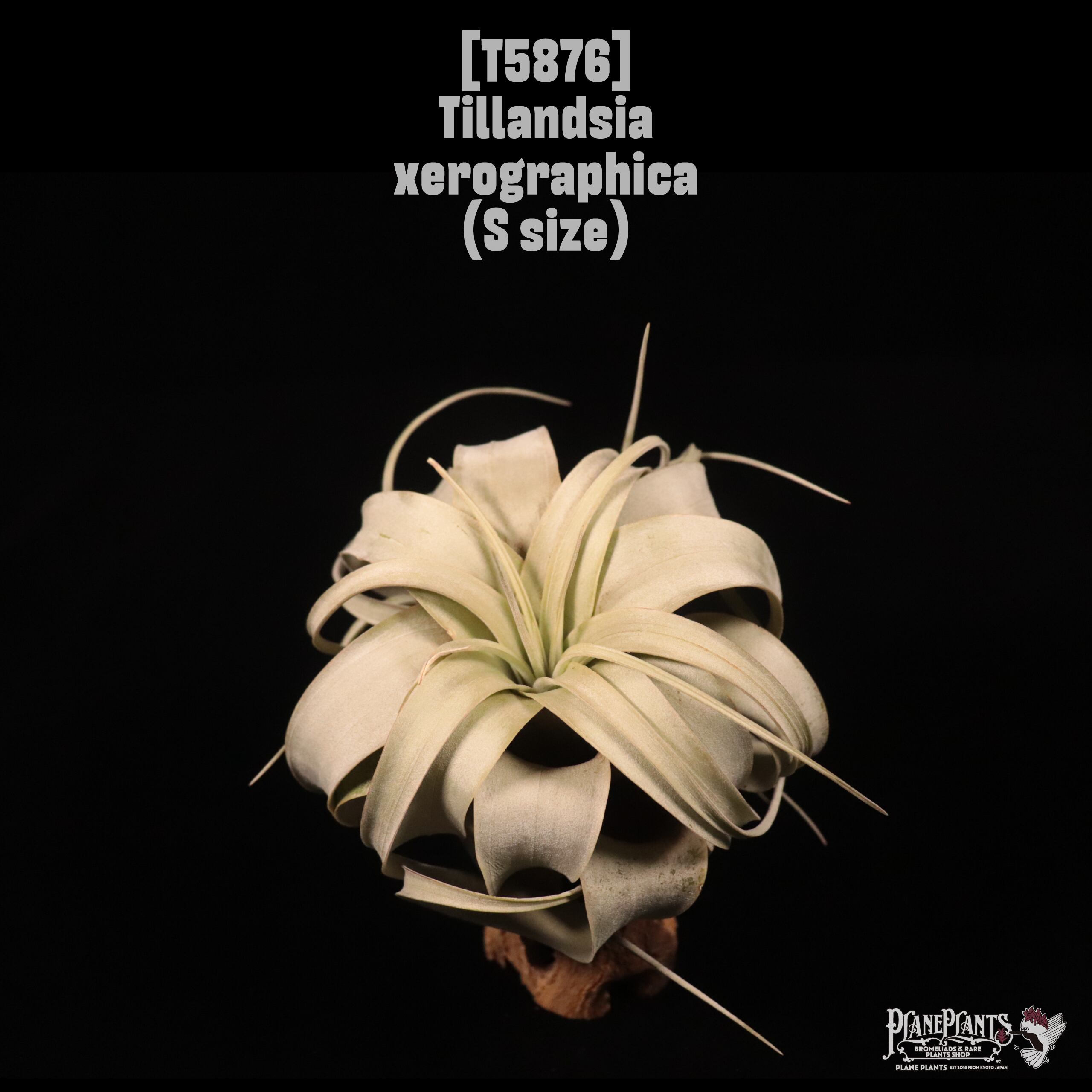 Tillandsia xerographica S〔ティランジア〕T5876