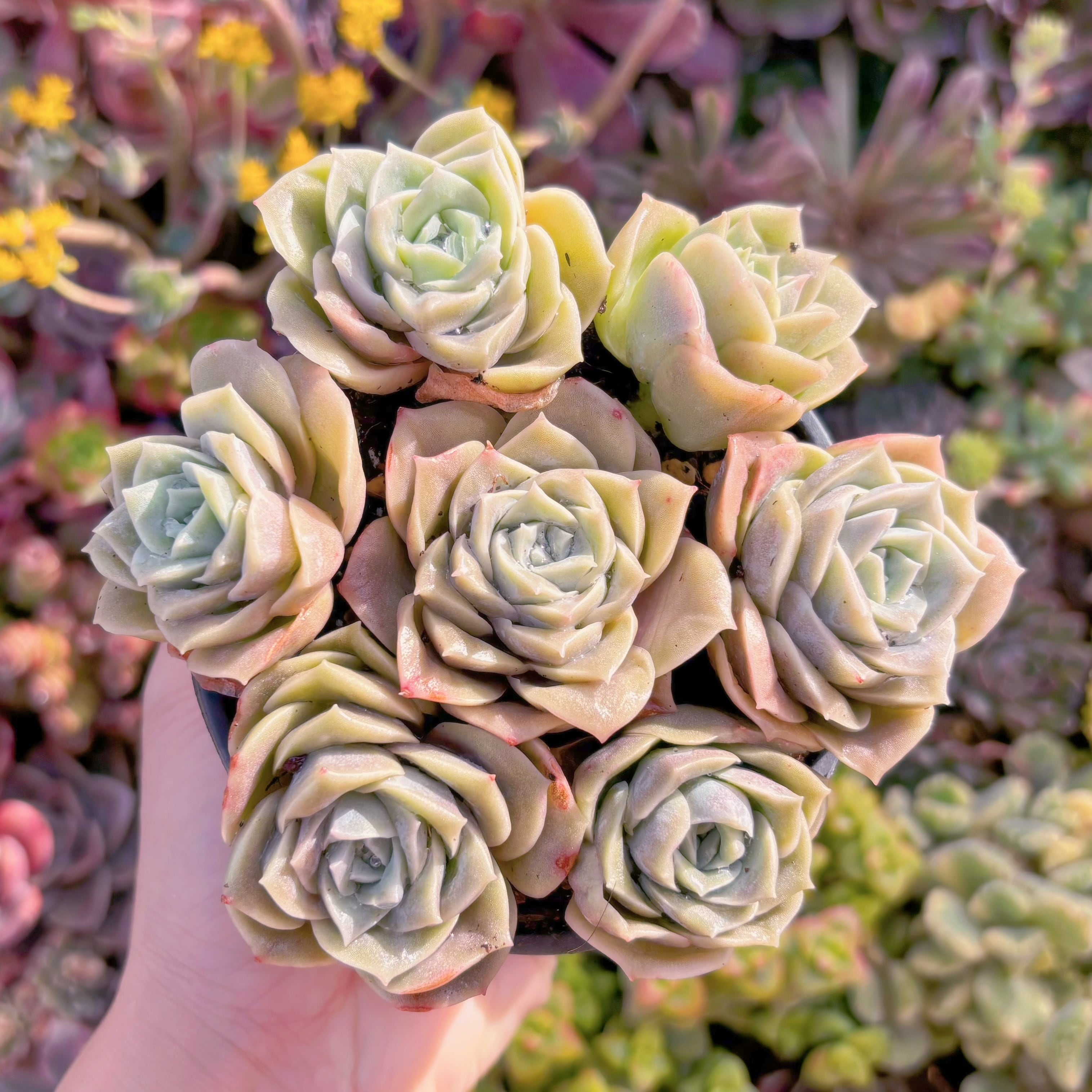 現品　ラブリーローズ#M158　るる農園