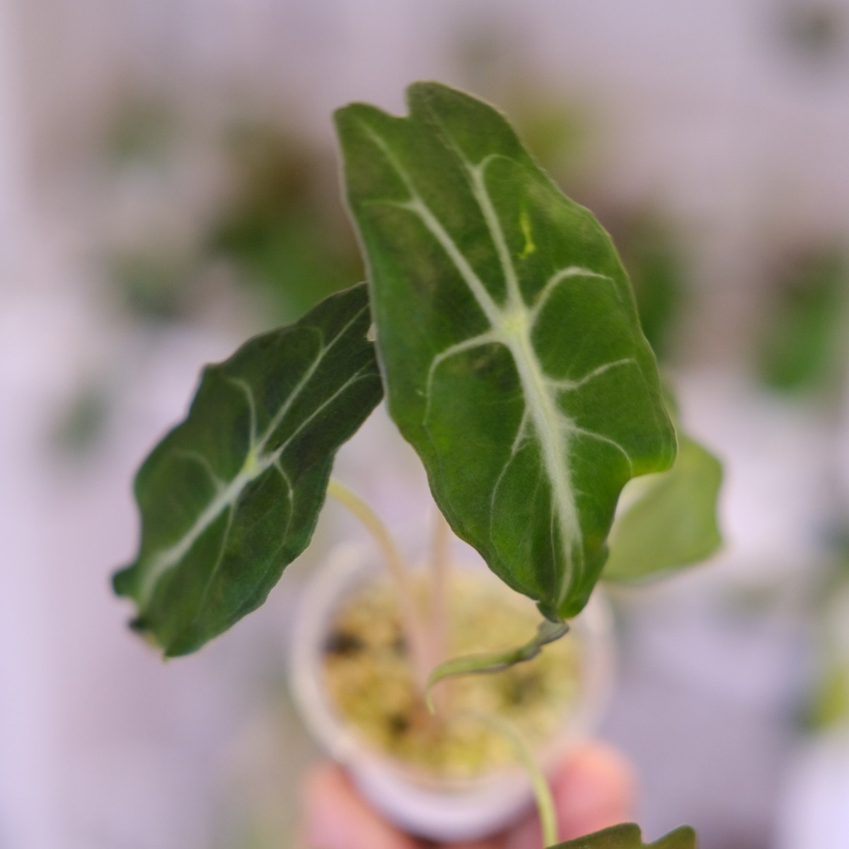 Alocasia 