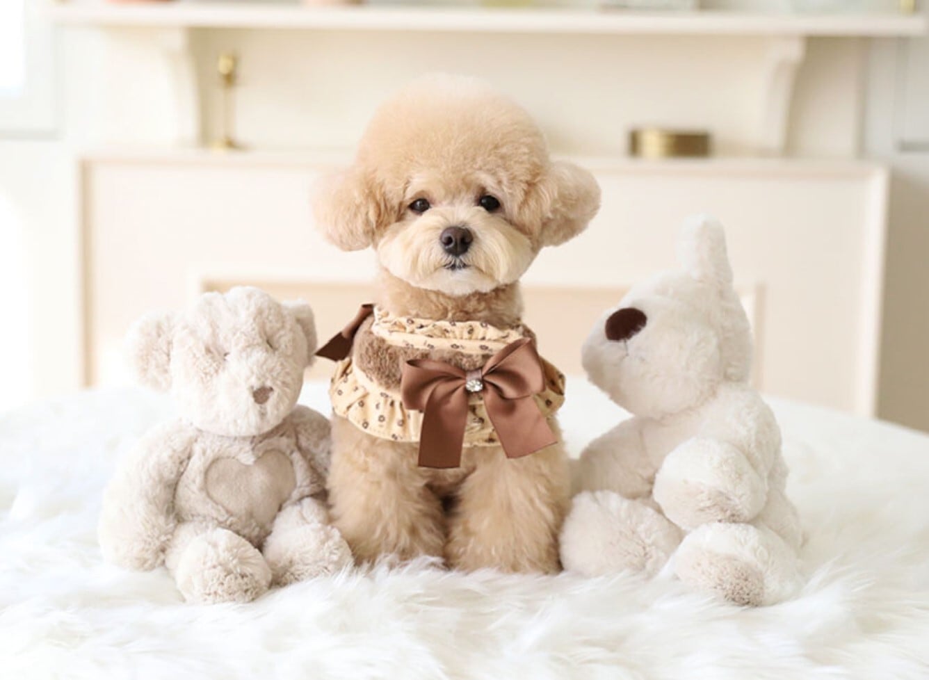 高級犬服 新品 cozy n Fox Fur Harness ファーハーネスm 即納【COZY N】Fur Harness＋Leash《4color》 | haneulpet