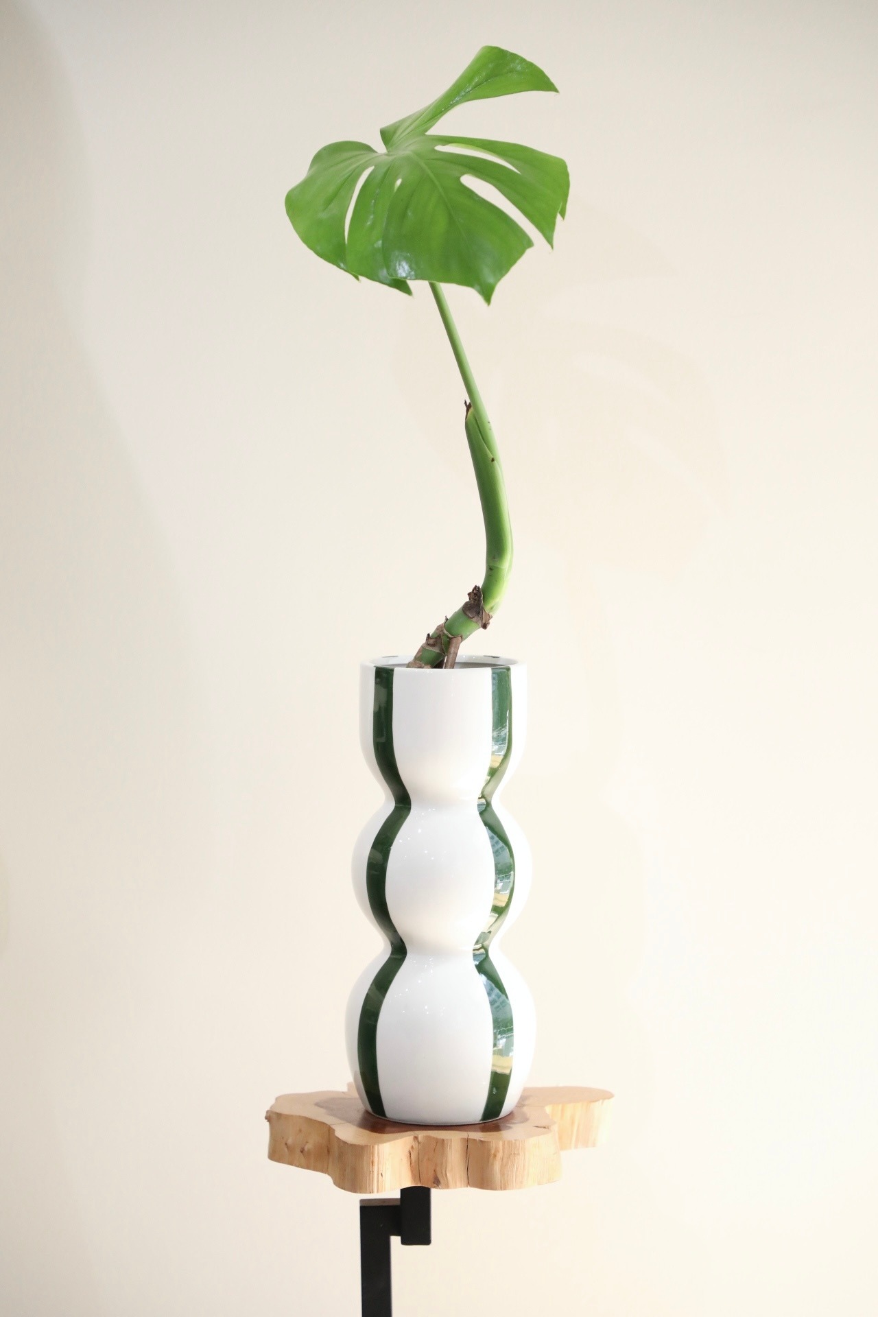 【M】モンステラ デリシオーサ/Monstera deliciosa　※フラワーベース付き