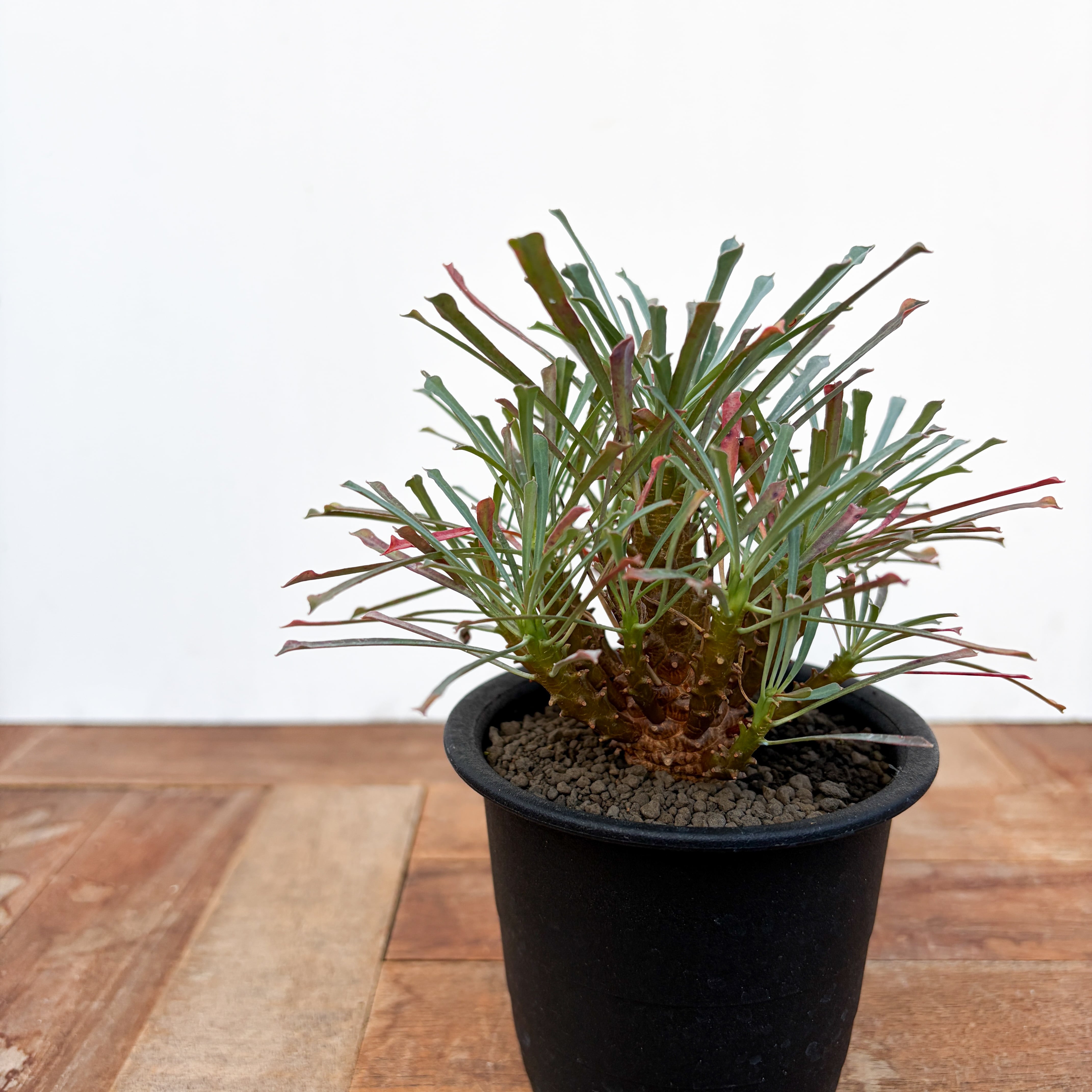 【希少】ユーフォルビア・ムルチフォリア 綺麗な樹形コーデックス グラキリス Euphorbia multifolia【ユーフォルビア・ムルチフォリア】 | RIMO'S