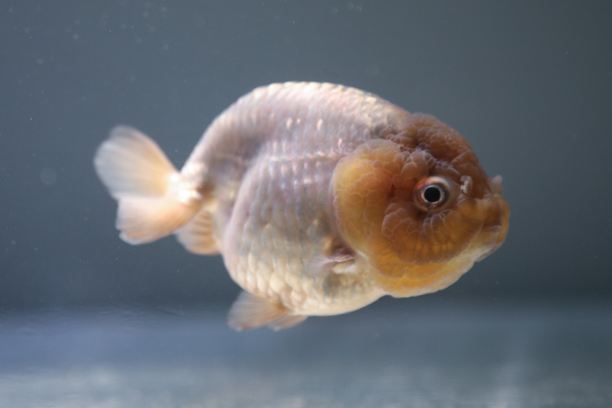 ショート】 ☆〜天然石 ブルー縞瑪瑙 金魚の王様 蘭鋳 帯留め 40×30〜