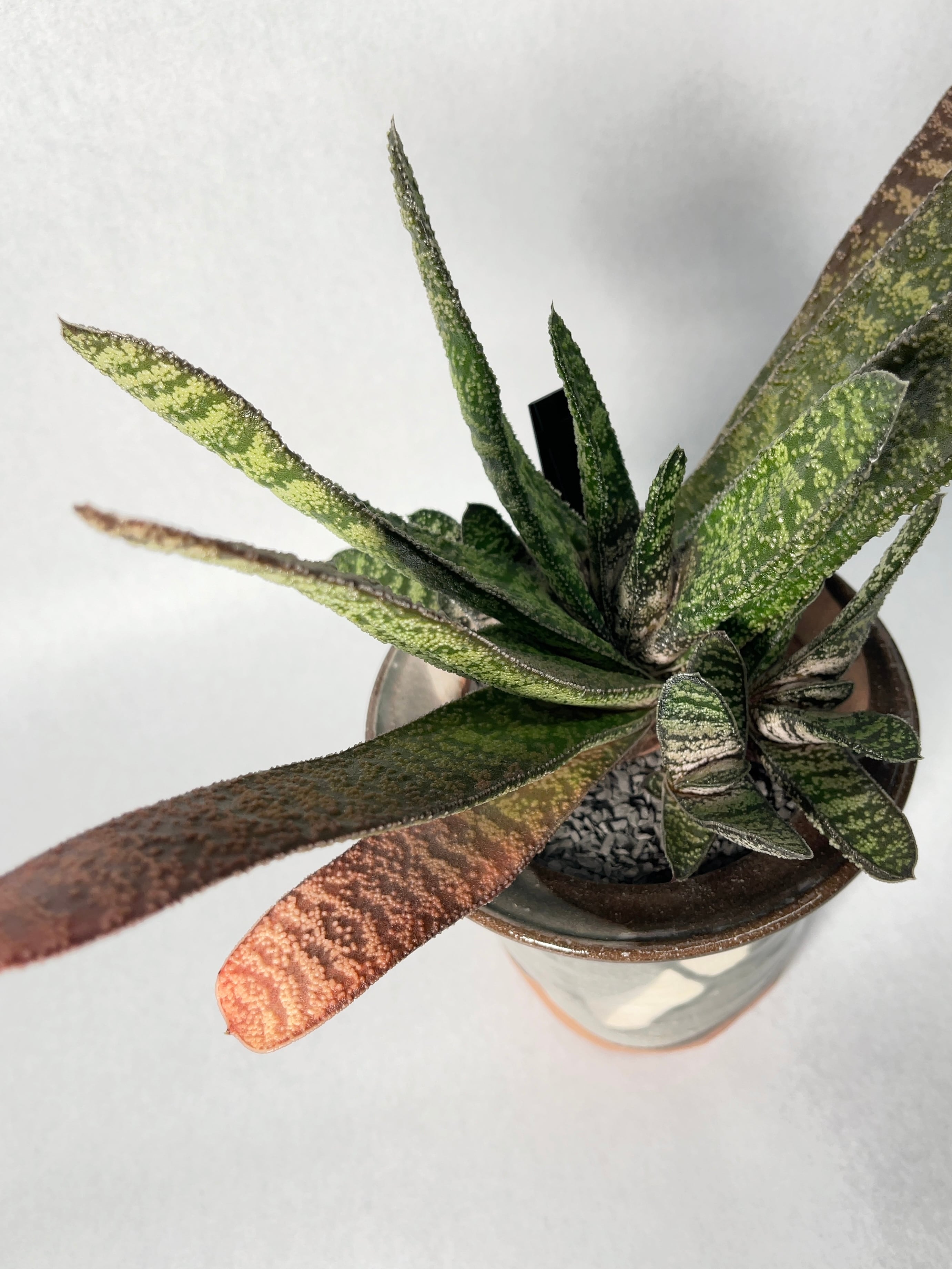 ガステリア　ディスティカ 093780e72d82e9c0b69b9d156627ce