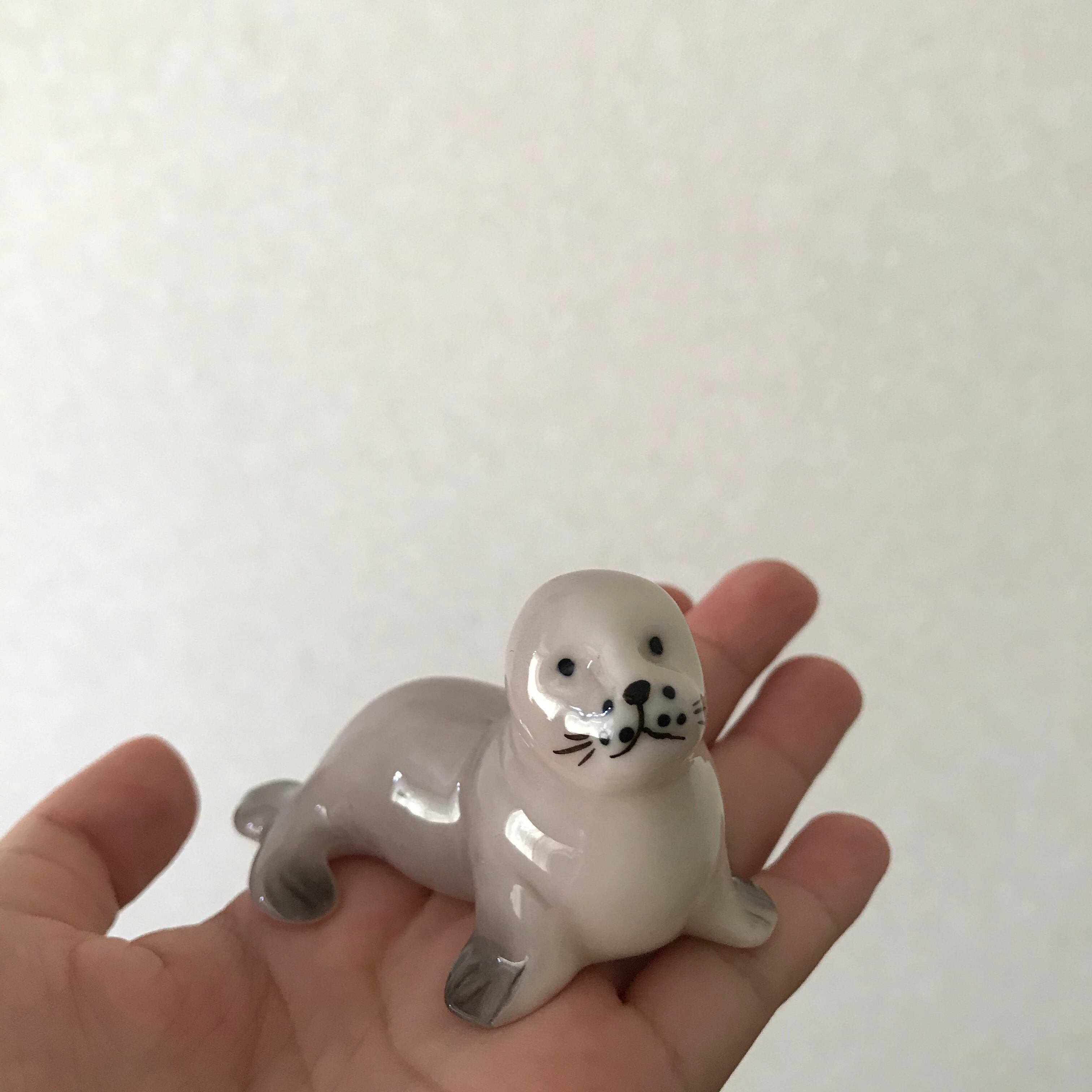 見つめるアザラシ