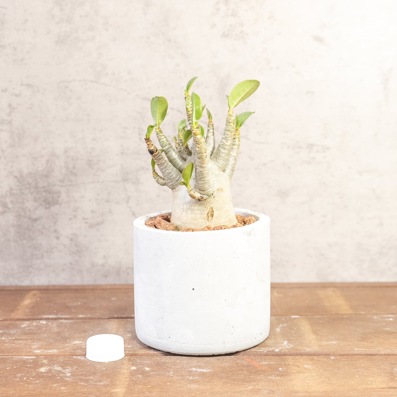 【ぷっくり丸い塊根】ぽってり愛らしい姿がたまらないアデニウム・ドワーフ。植物を引き立てる無骨な手づくりモルタル鉢でお届け／虫発生抑制（全国一律送料850円）
