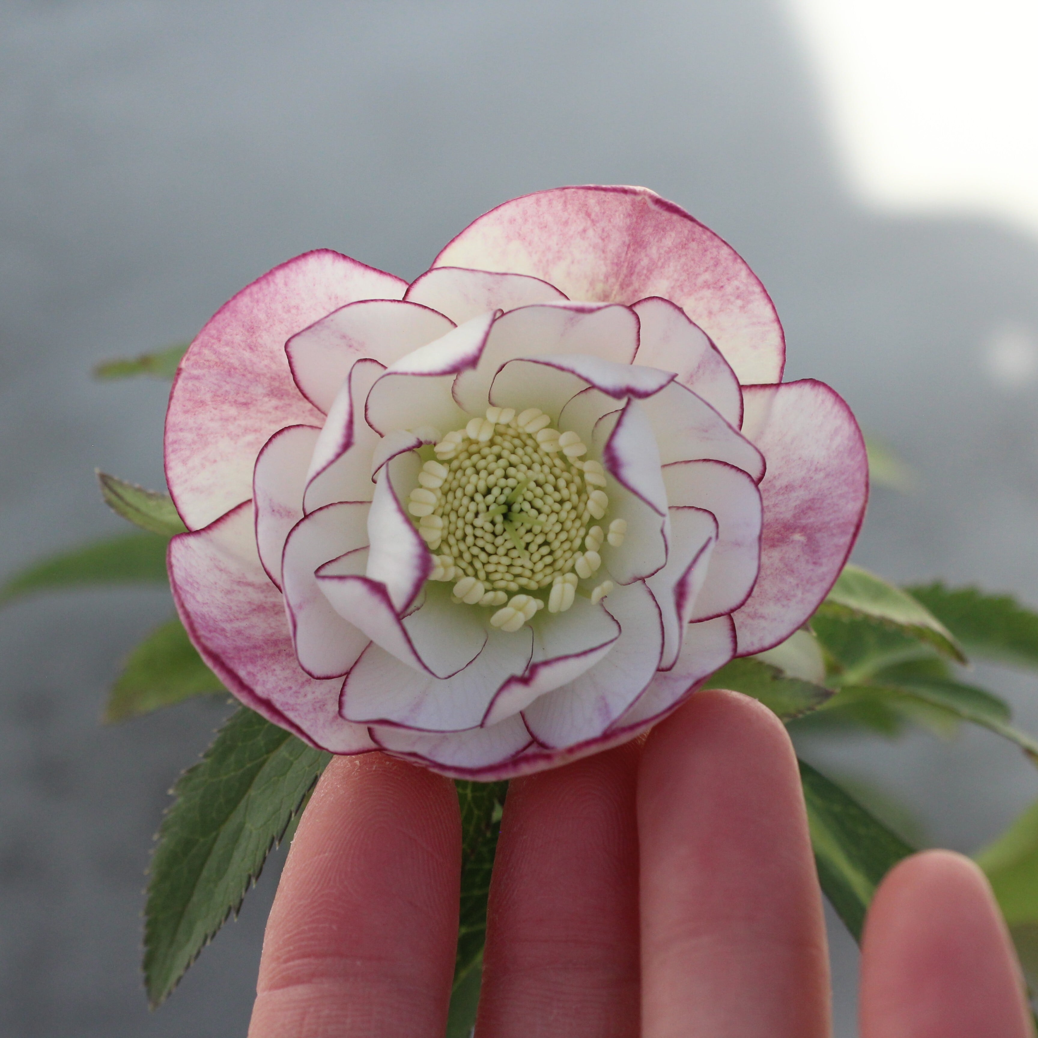 WinterSymphony開花鉢 | CoppiceGARDEN（コピスガーデン）