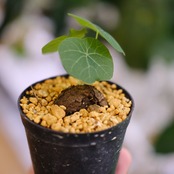 Stephania kaweesakii / ステファニア・カウィーサキ⑮ / 観葉植物<育て方・花言葉>