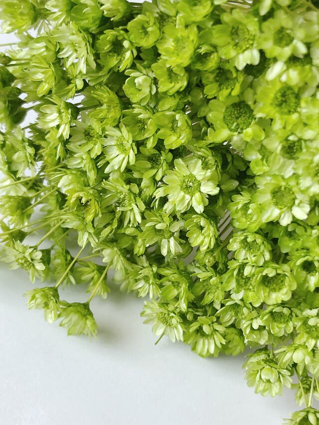 シェア花材☆スターフラワー ブロッサム アップルグリーン