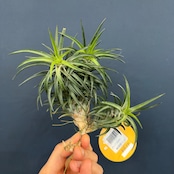 チランジア ネグレクタ【587】