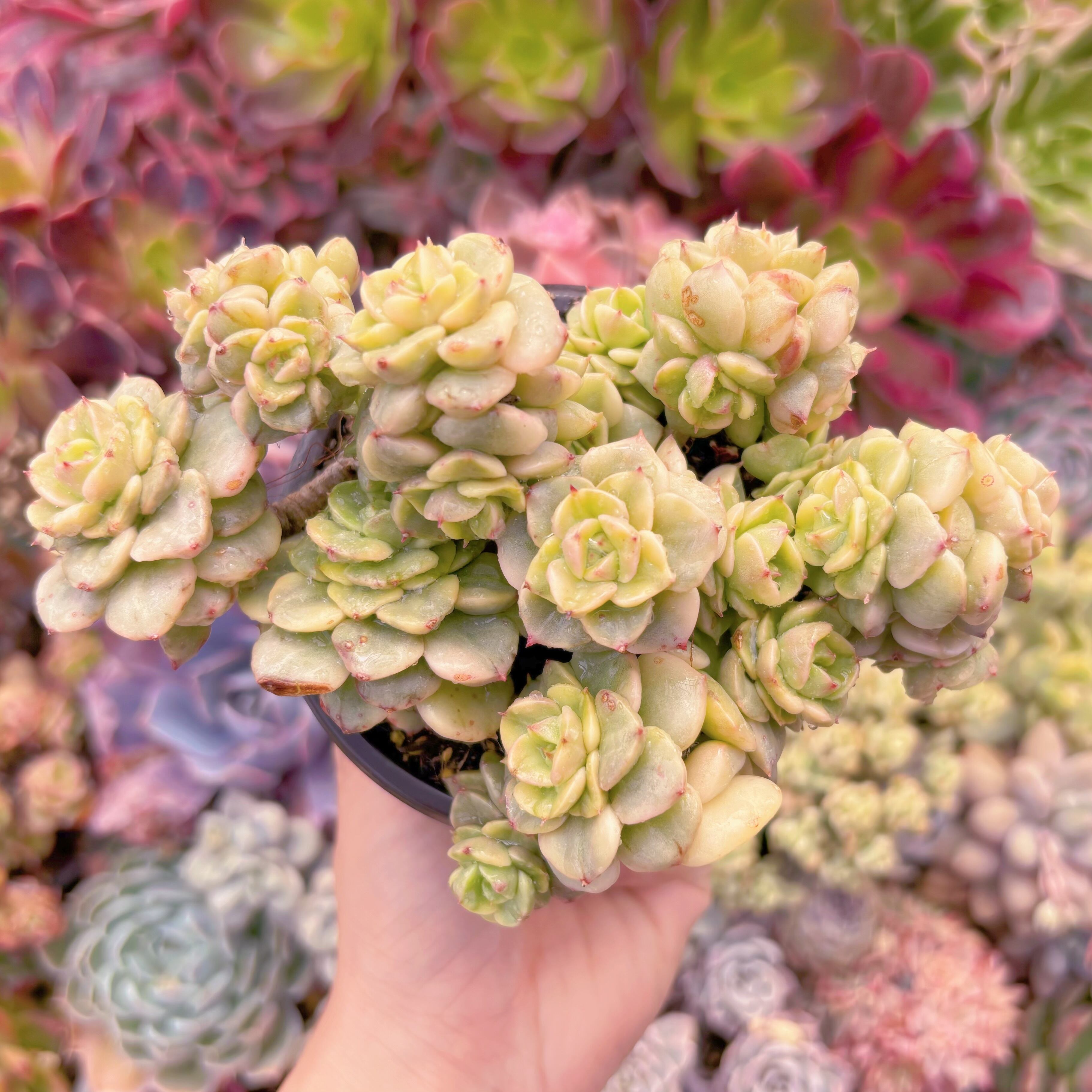 現品　ヌダ錦#536　るる農園