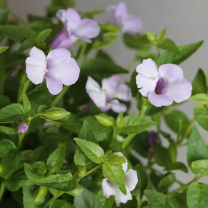 夏にオススメ寄せ植え｜届いてすぐ玄関に飾れる 　トレニア＆ペチュニアのサマーパープル寄せ植え