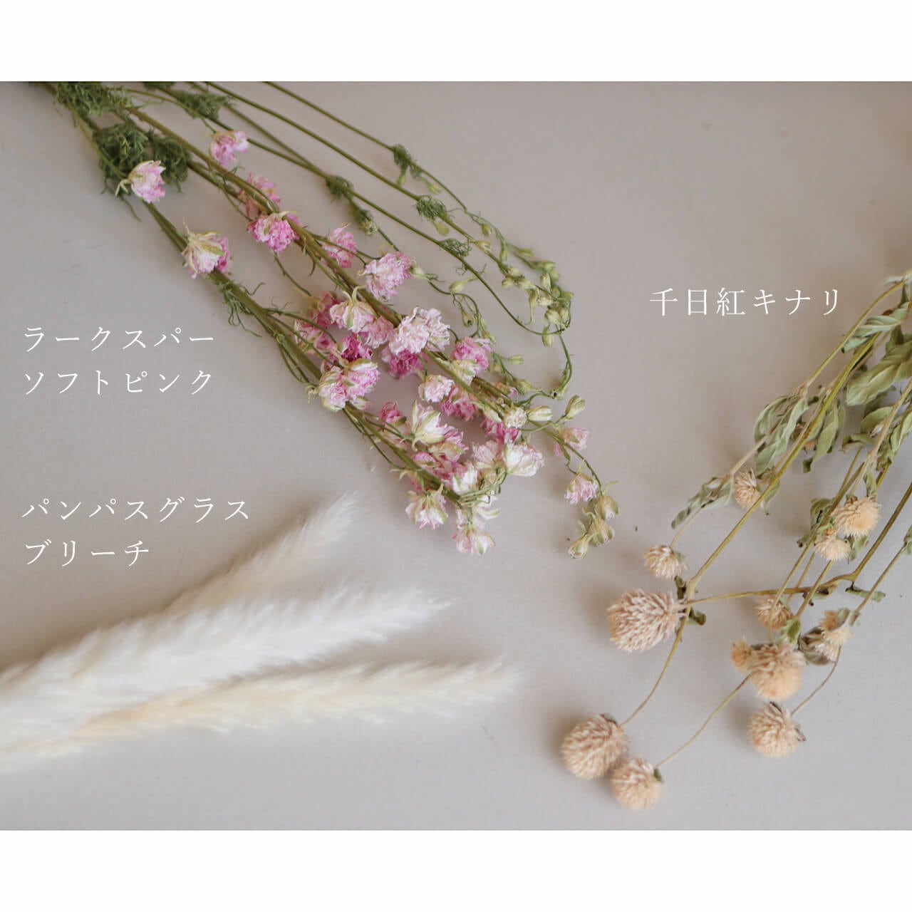千日紅 ホワイト (キナリ ベージュ アイボリー )/ 北海道産ドライ