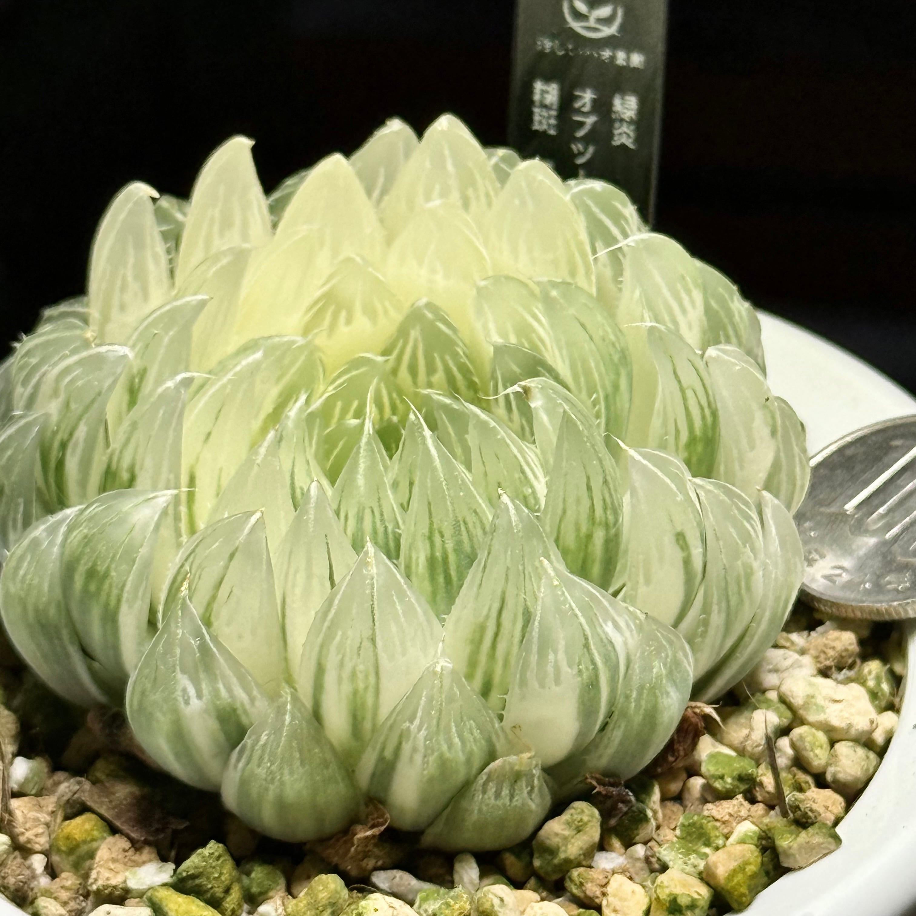 多肉植物　レア　アニー　韓国苗 多肉植物 エニシング レア 韓国苗 美苗 # | PAY ID