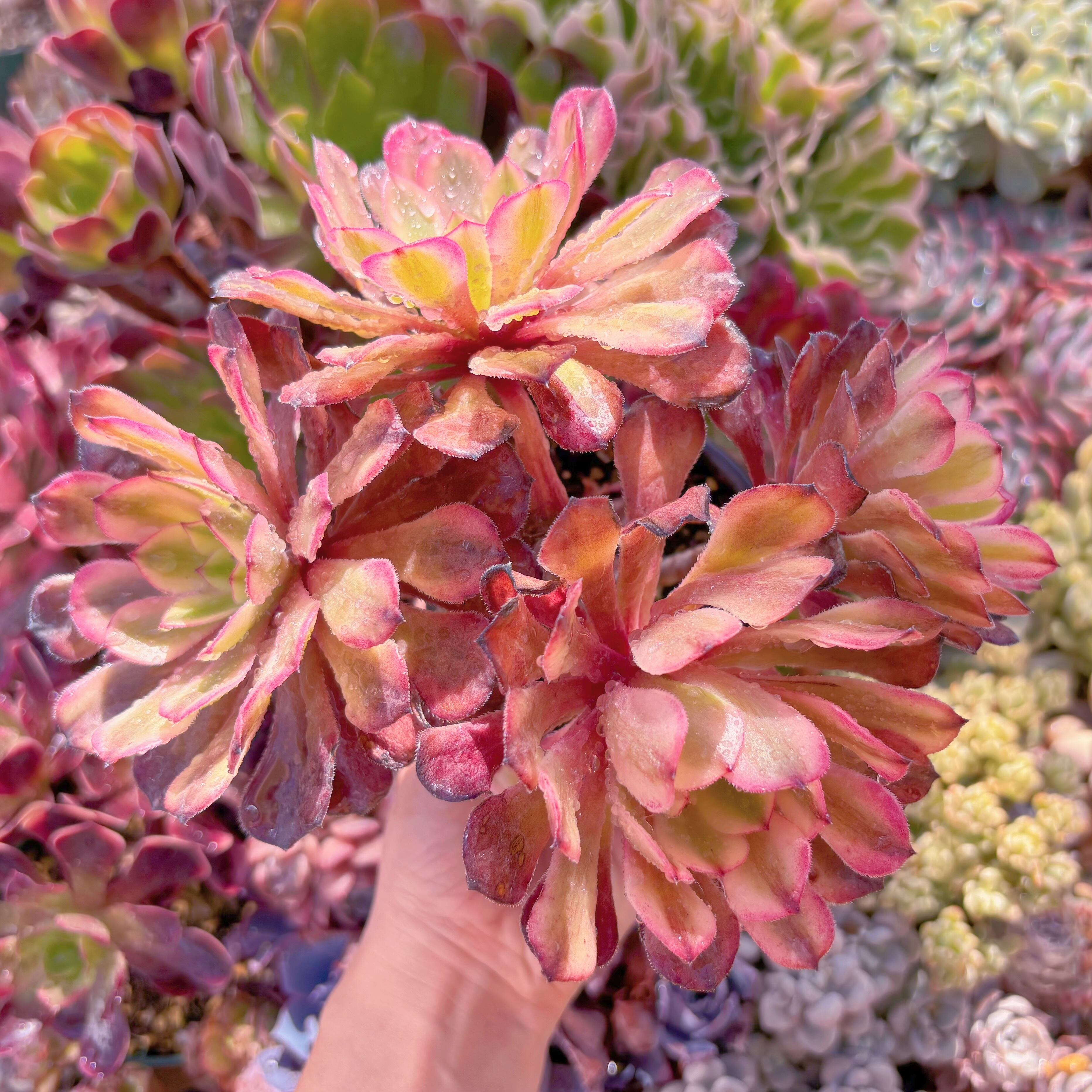 現品　マリド錦#881　大群生　新入荷　るる農園