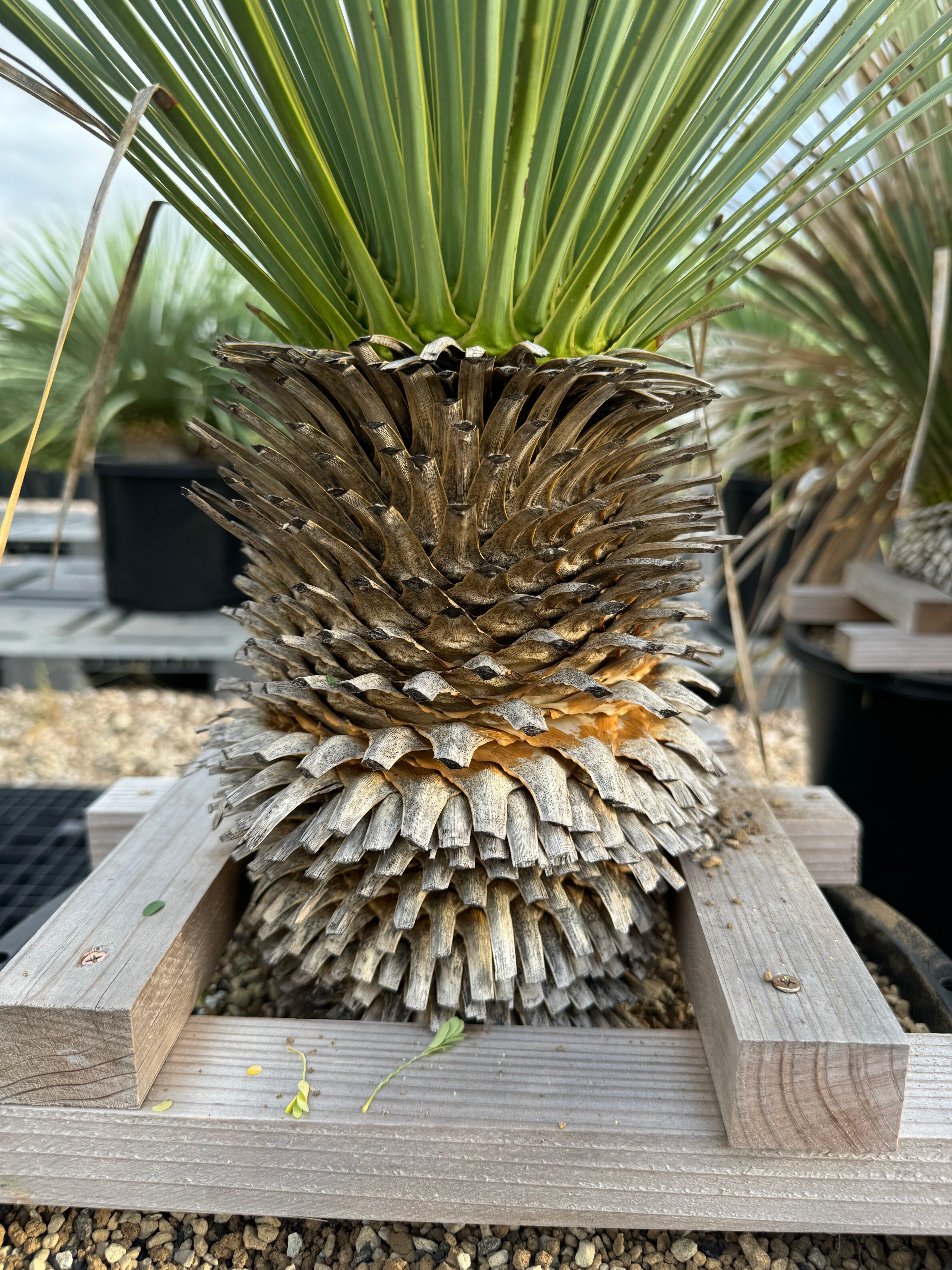 ユッカ ロストラータ 【24-388】 AL737】ユッカ ロストラータ シルバー