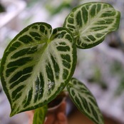 アンスリウム ドラヤキ × シルバーブラッシュ / Anthurium Dorayaki × Anthurium Silver brush⑫/ 観葉植物<育て方・花言葉>