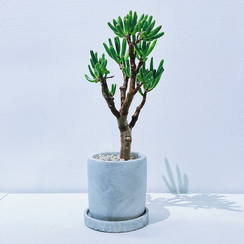 クラッスラ・オバータ ‘ゴーラム’ Crassula ovata ‘Gollum’  10/20