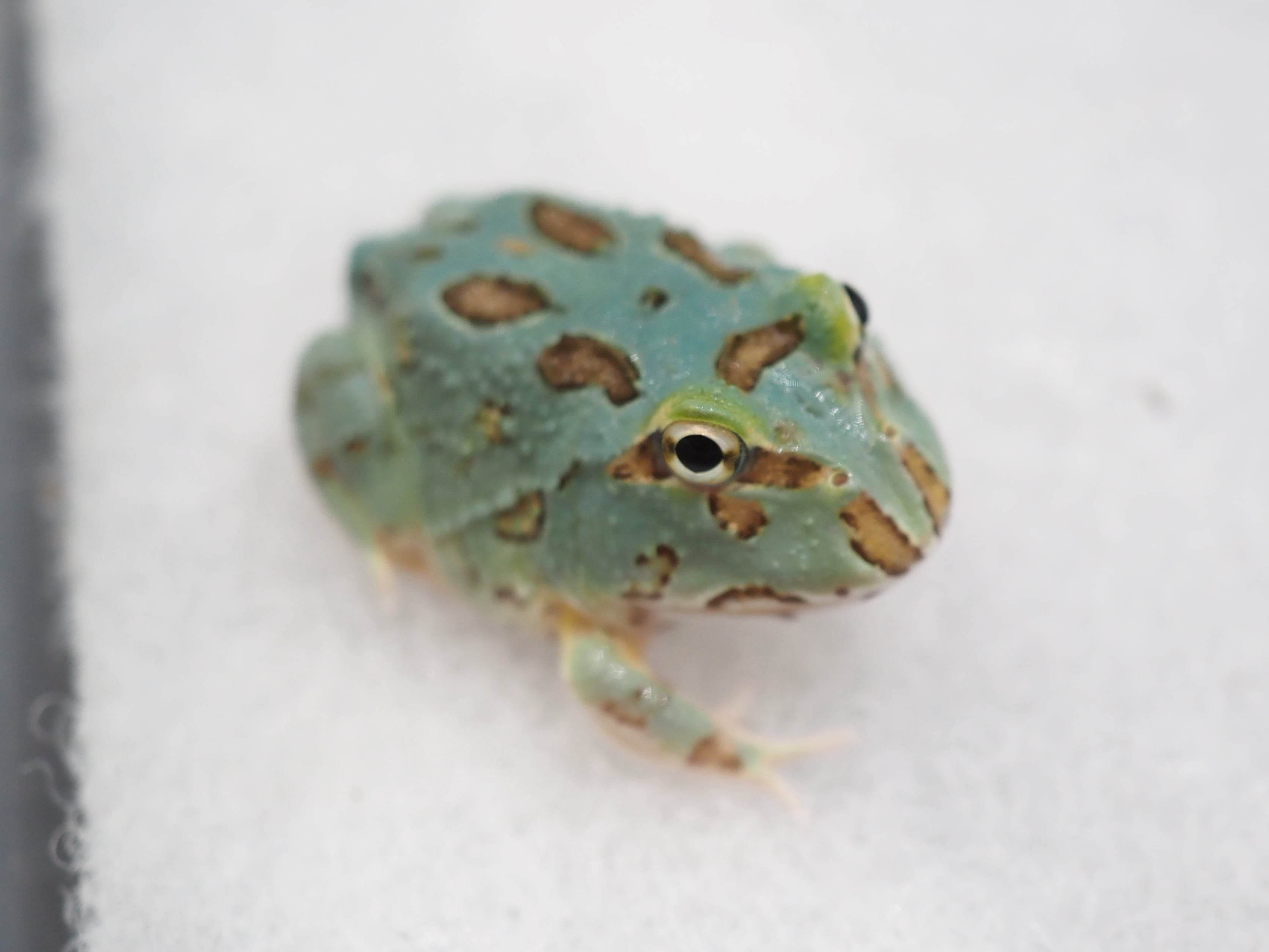 ①クランウェルツノガエル 