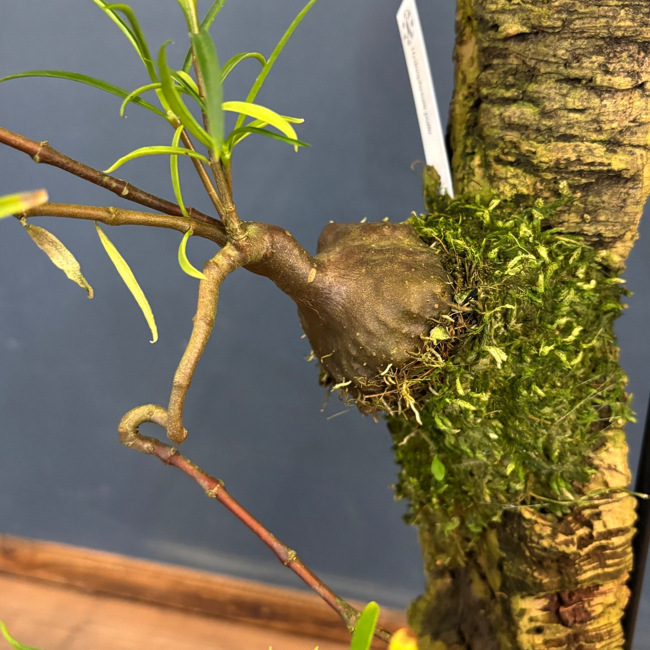 Hydnophytum puffii【1019】