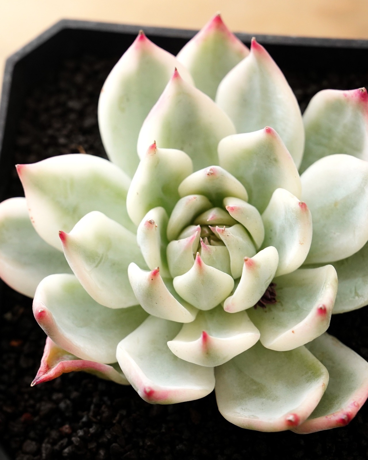 カット苗 チワワエンシス 全周斑 M Echeveria chihuahuaensis 'Yin Yang Variegated'