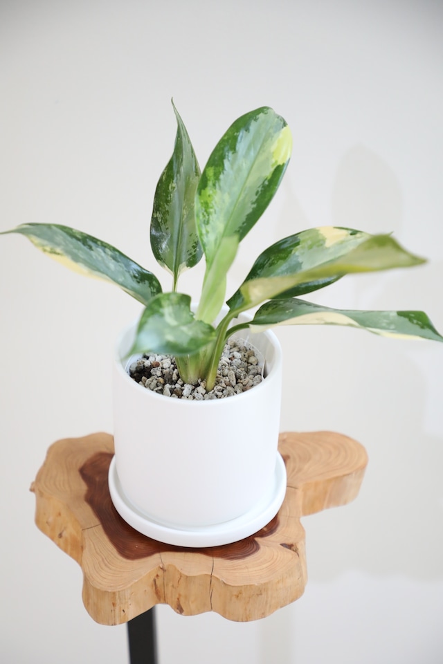 【S】【希少】アグラオネマ スワンナプーム/Aglaonema ※陶器鉢付き