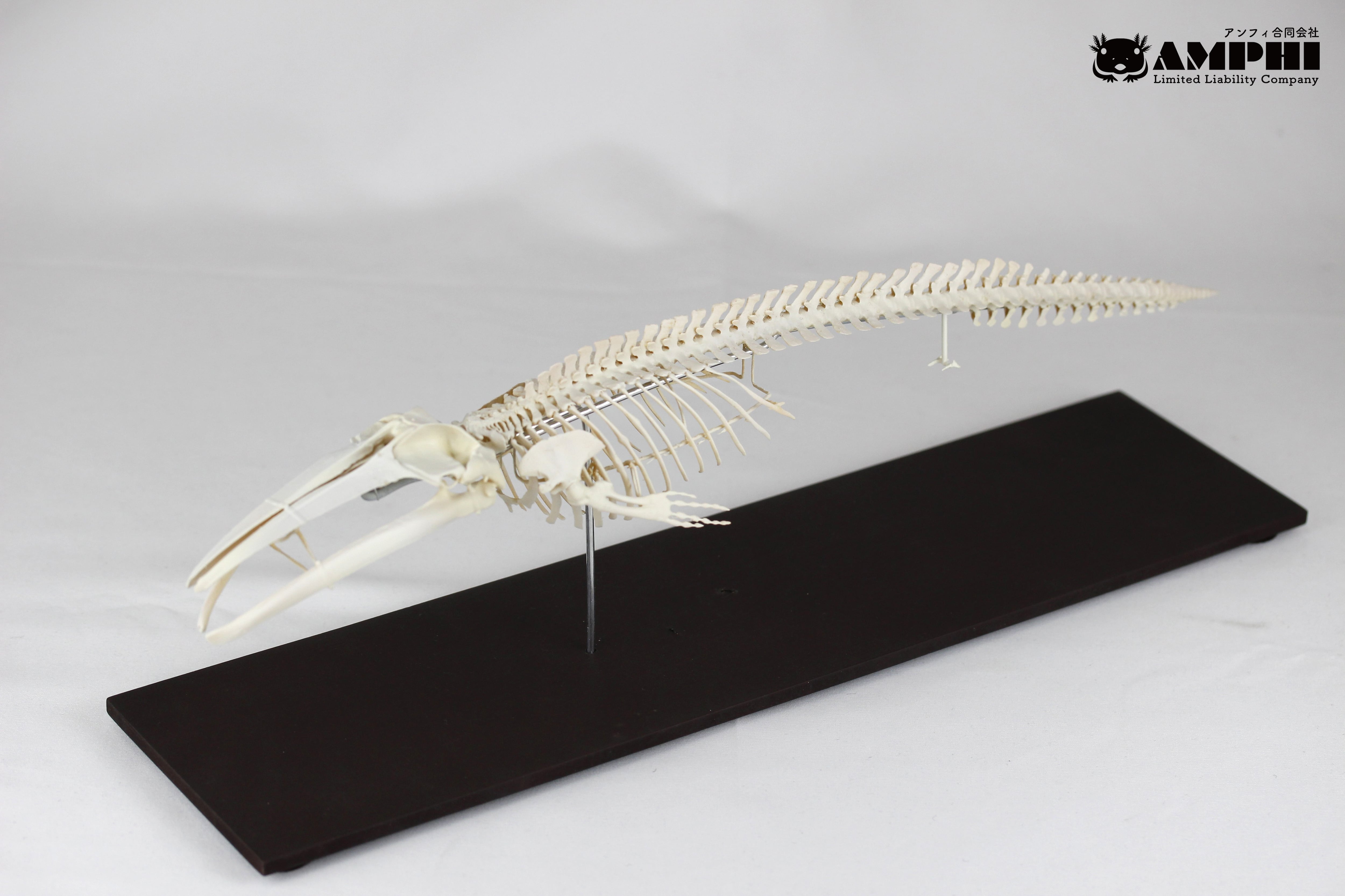 ナガスクジラ 縮小全身骨格レプリカ Fin whale, miniature whole ナガスクジラ 縮小全身骨格レプリカ Fin whale, miniature whole