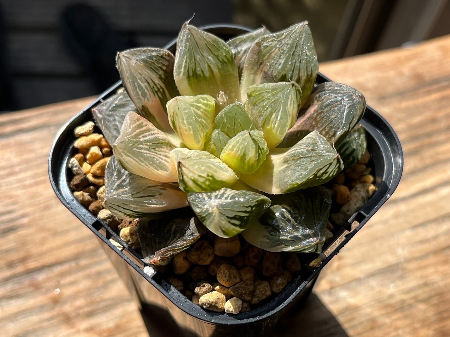 ハオルチア 巨大紫 大紫水晶オブツーサ錦 極上班② | mocono_plants_shop