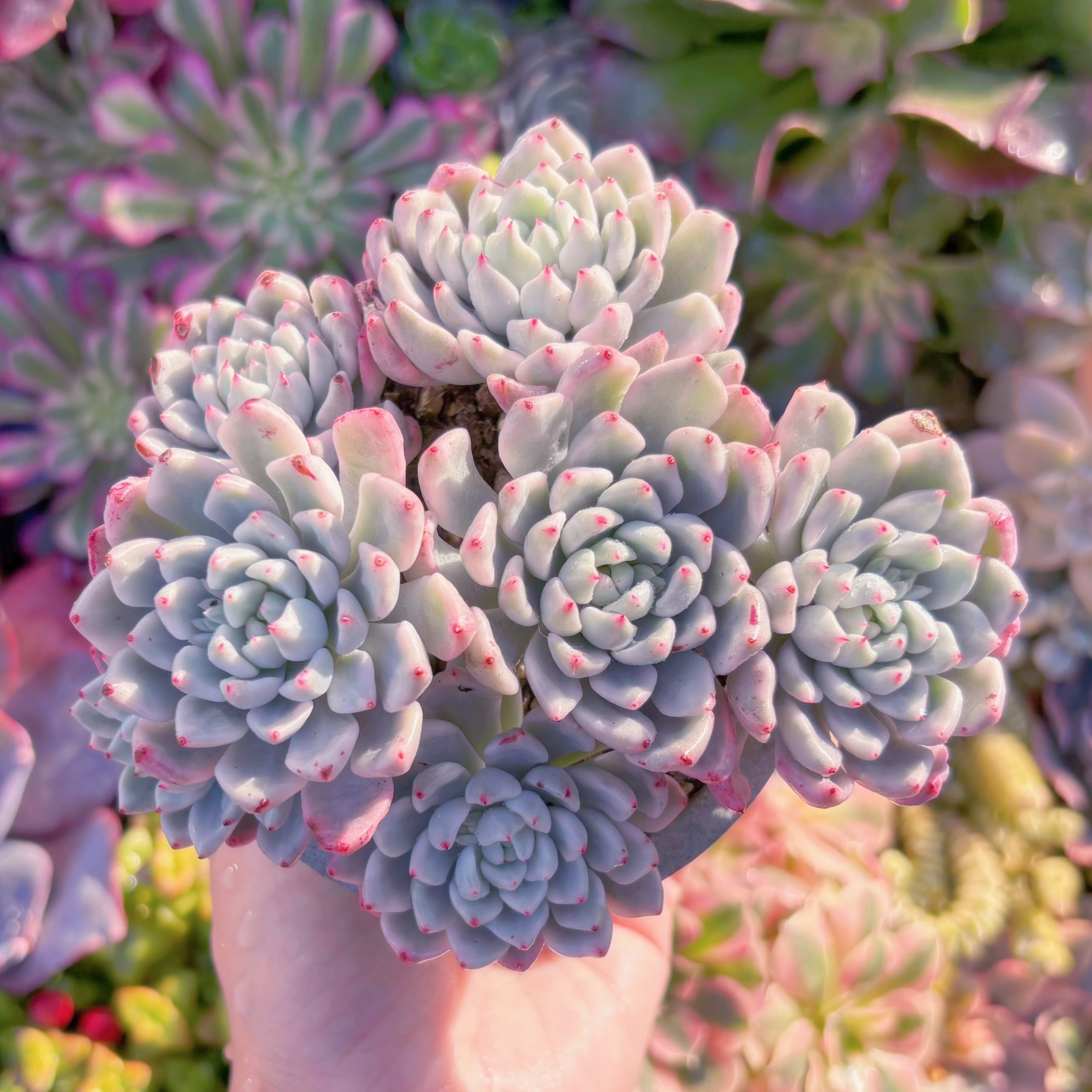 現品　雪の女王錦#A092　大群生　るる農園