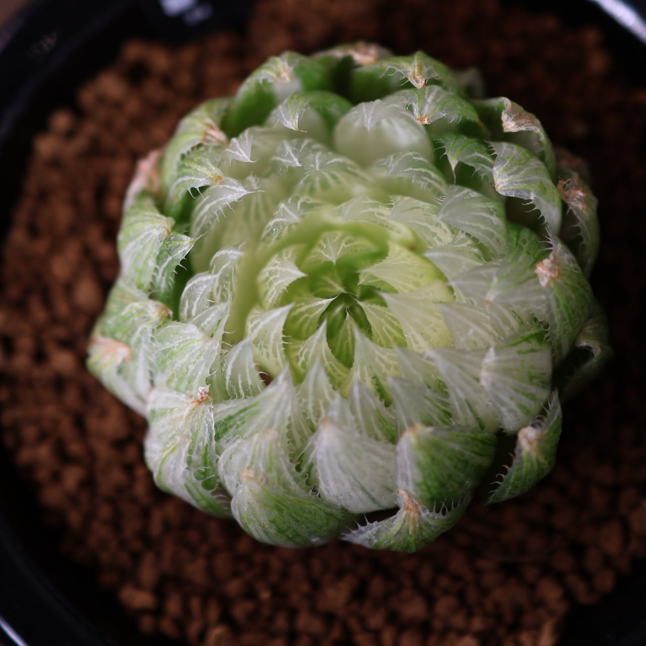 862『ハオルチア エメラルドLED錦』観葉植物 一点もの【送料無料