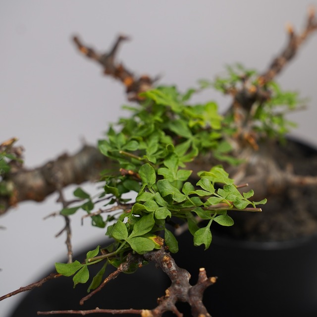 F26 コミフォラ SP エイル  発根済み 現地球 ソマリア産