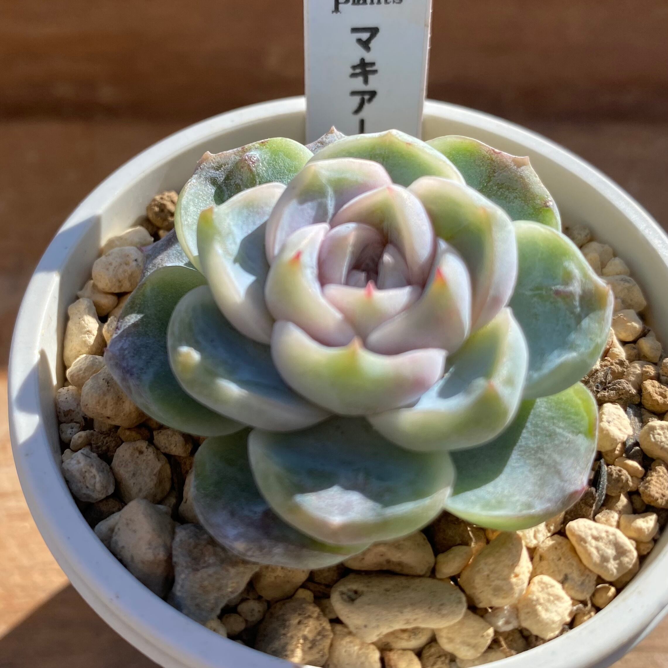 ハオルチア 三仙寿錦 | mocono_plants