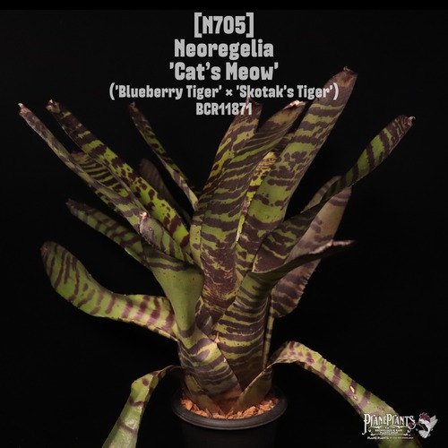 Neoregelia 'Cat's Meow'〔ネオレゲリア〕N705